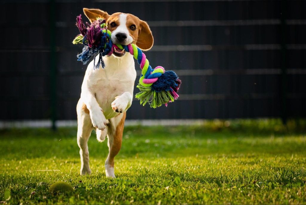 Um cachorro de pequeno porte correndo com um brinquedo. 