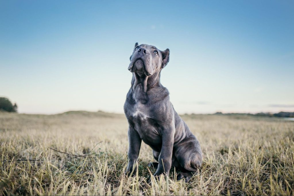 Um cão de raça gigante parado em um ambiente aberto.