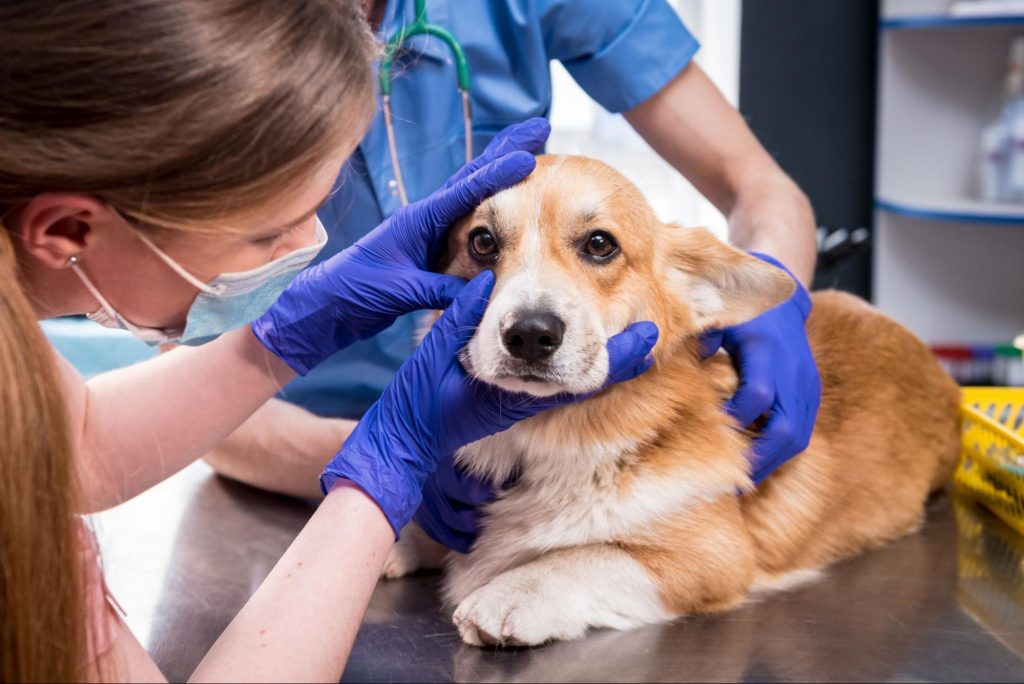 Um cachorro examinado por dois veterinários.