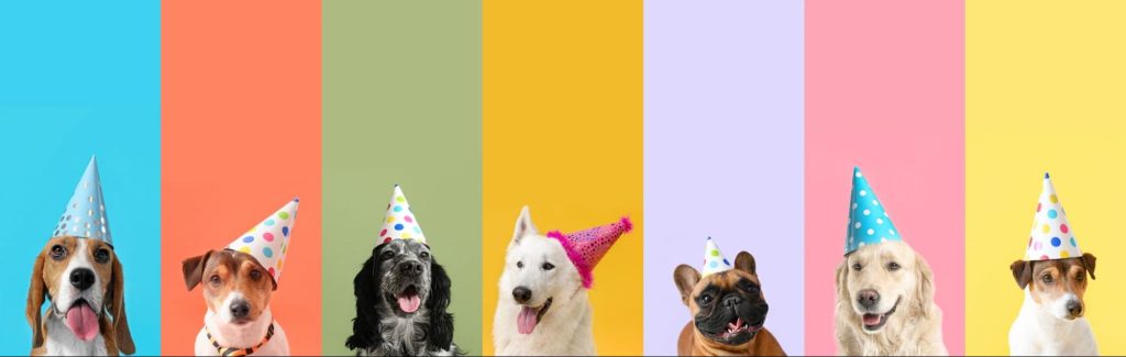 Vários cães com chapéus de aniversários.
