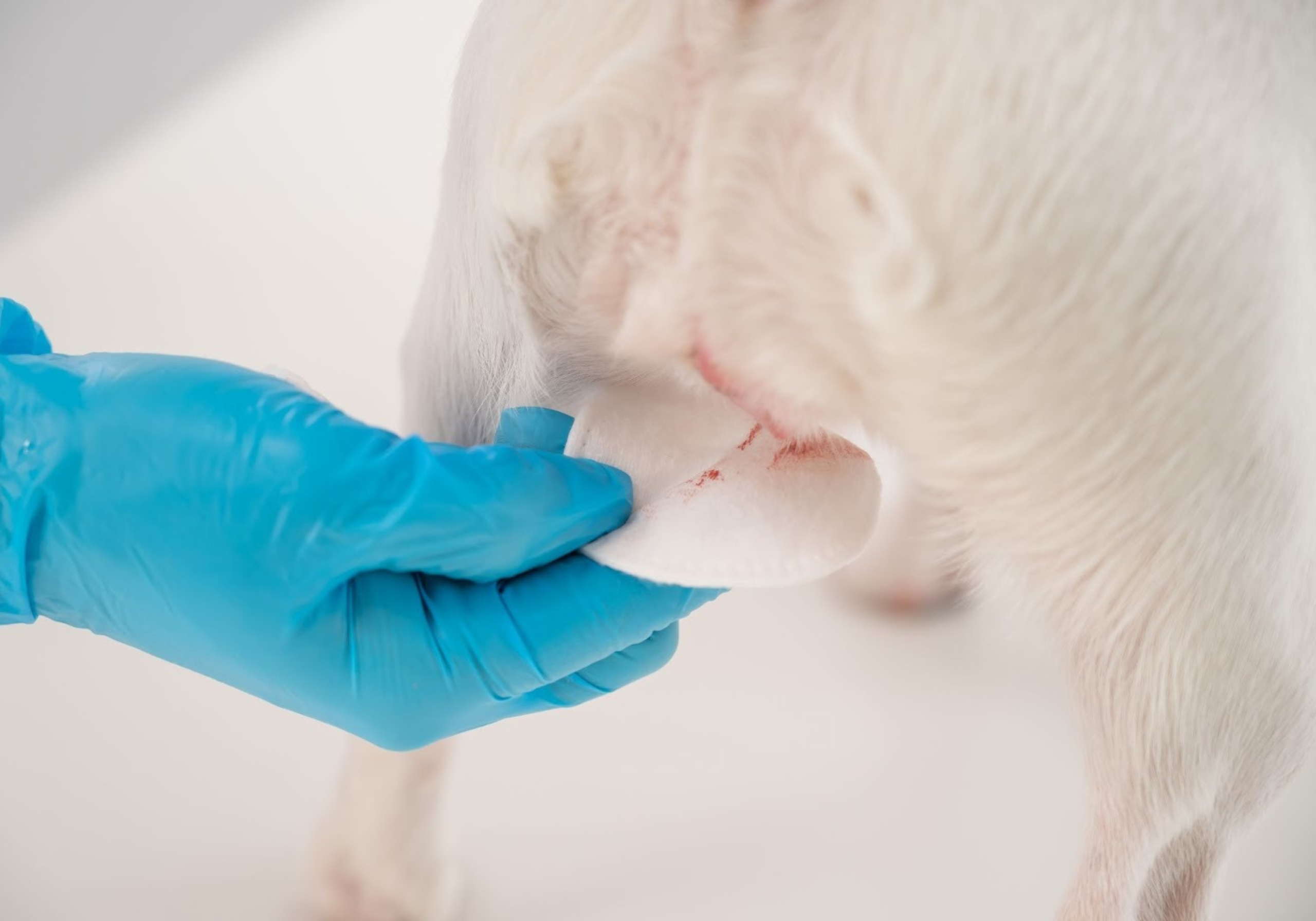 Uma cachorra com as partes íntimas sendo limpas por um veterinário de luvas com sangue em um algodão.