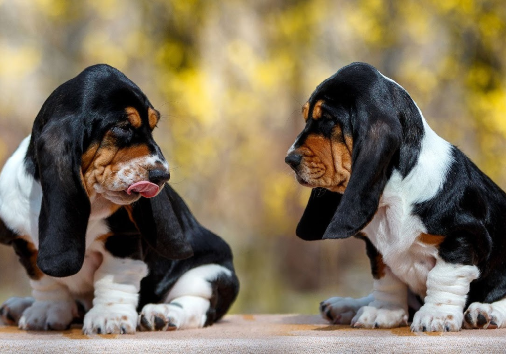 Dois cachorros filhotes interagindo e se olhando.