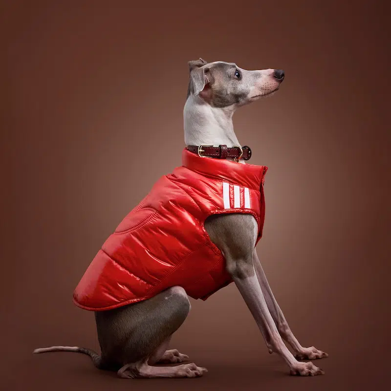 Um cão vestindo uma roupa com o símbolo e nome da marca Adidas