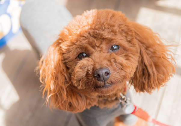Um cão Poodle sorrindo, olhando para a foto.