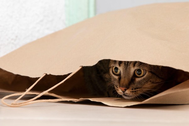 Um gato brincando de esconder-se em uma sacola