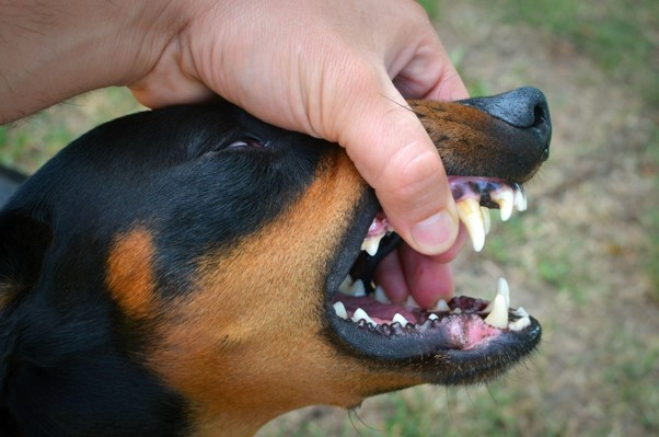 Um cão com dentes abertos e sinal de tártaro.
