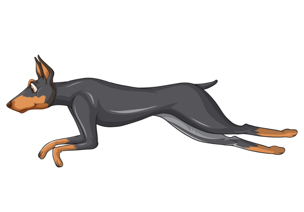 Uma ilustração de um cão Manchester Terrier.