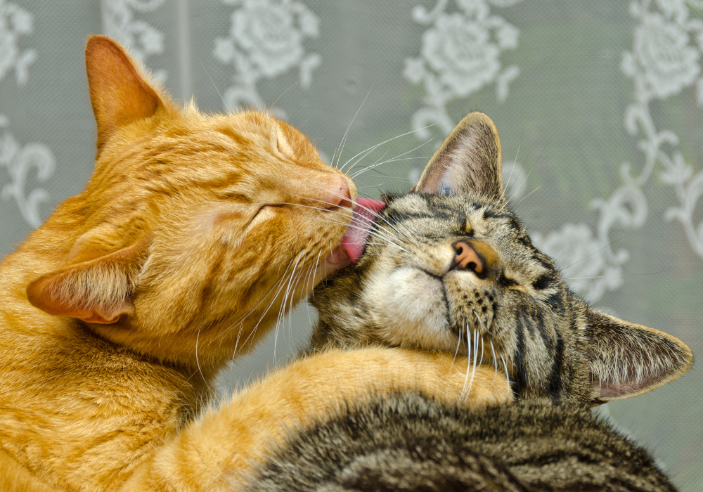 Dois gatos se limpando com suas línguas.