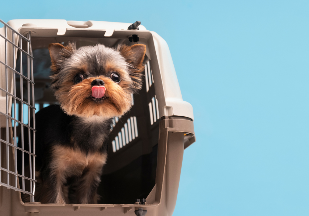 Um cachorro sendo transportado em uma caixa de transporte.
