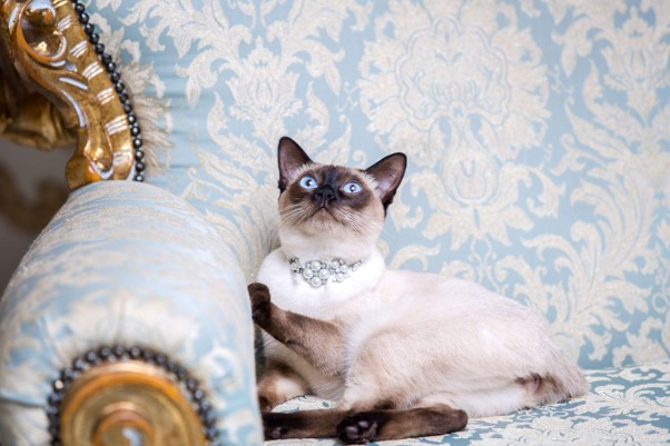 Uma gata com um colar de luxo em uma poltrona extravagante.