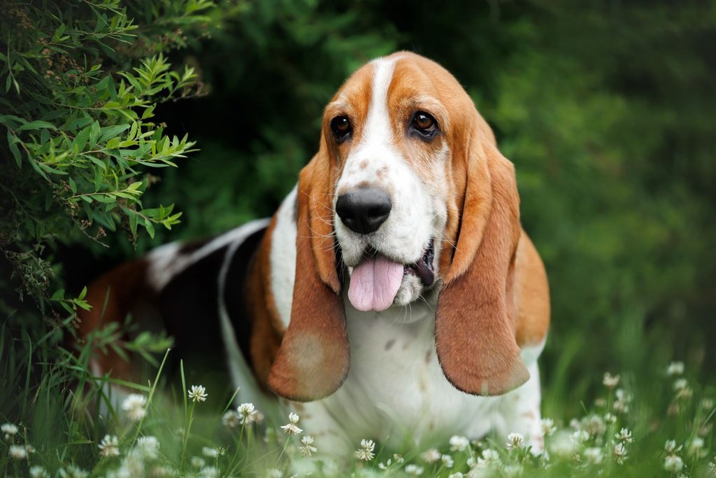 Um cão da raça Basset Hound sentado na grama.