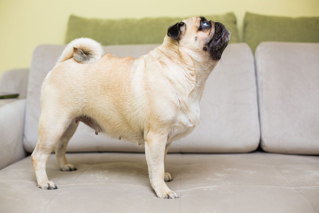 Um Pug olhando para o nada.