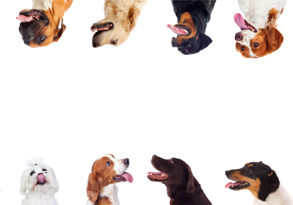 Várias cabeças de cães de taça diferentes.