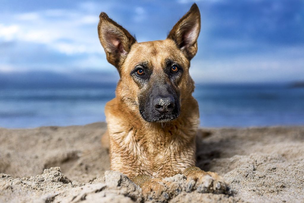 Um Pastor Belga Malinois na praia com o focinho com areia.