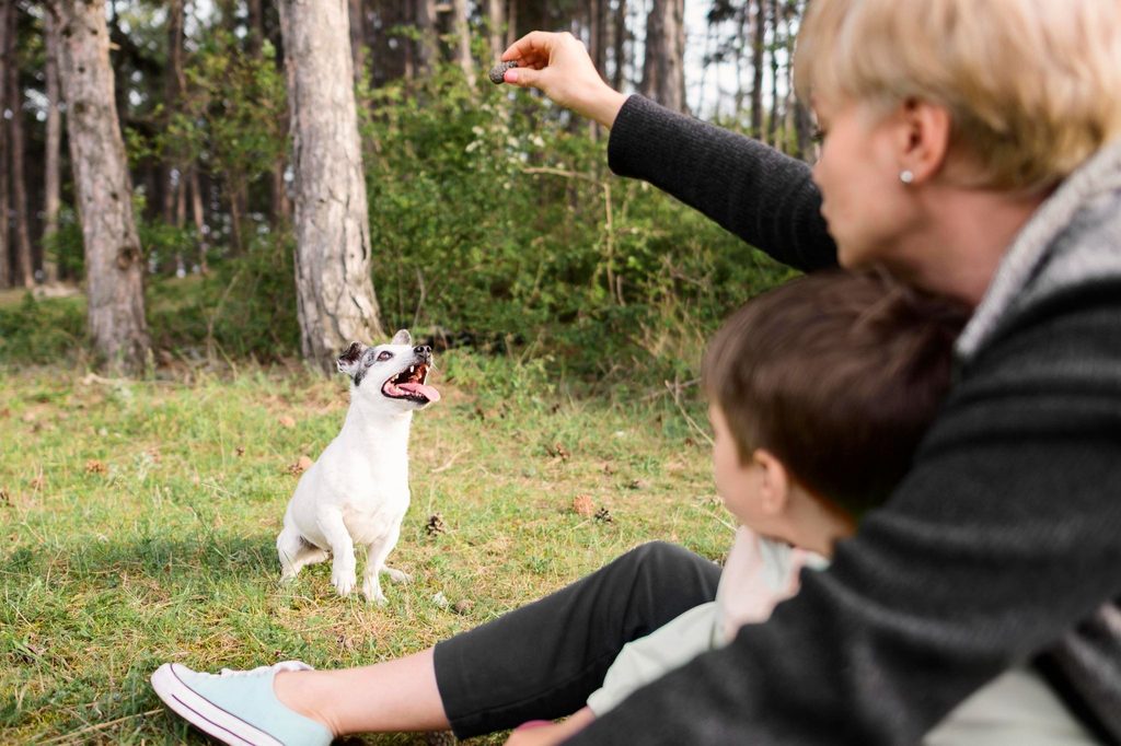 Como adestrar um cachorro?