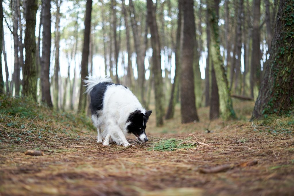 Como treinar o cão para fazer necessidades?
